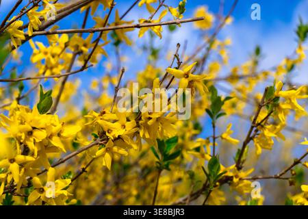 Grappes de fleurs de forsythia jaunes fleurissant sur des branches sous un ciel bleu clair. Scène printanière vibrante avec des couleurs riches et une lumière naturelle, capturant s Banque D'Images