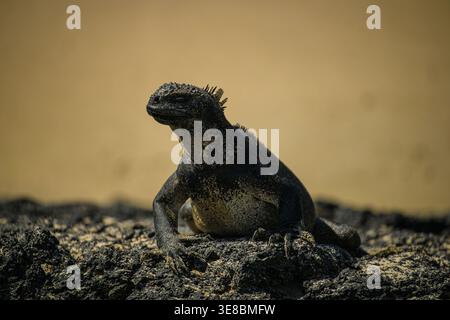 Gros plan d'un iguane marin des Galapagos reposant sur une roche volcanique avec un fond doux aux tons chauds. Banque D'Images