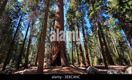 Séquoia géant dans la forêt de montagne. Vue en bas angle d'un séquoia géant massif entouré de grands arbres forestiers, bois ensoleillé et ciel bleu dans un Banque D'Images