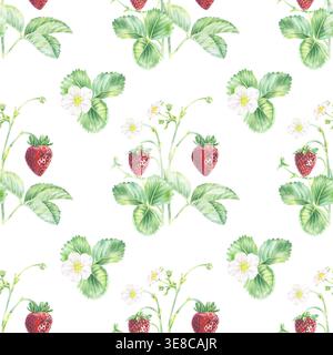 Motif aquarelle de fraise sans couture. Illustration avec des fruits rouges mûrs, des feuilles vertes et des fleurs blanches de dent dessinées à la main. Imprimé jardin pour la création d Banque D'Images