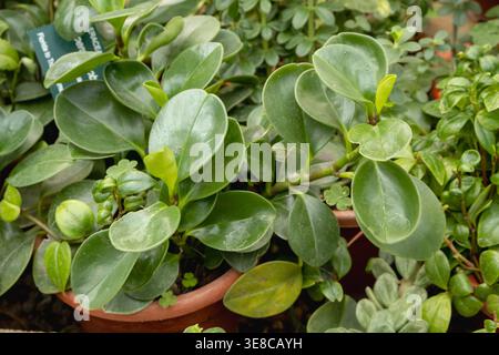 Gros plan des feuilles épaisses et brillantes vert comme succulentes d'une plante de caoutchouc bébé Peperomia obtusifolia poussant dans un pot de pépinière. Banque D'Images