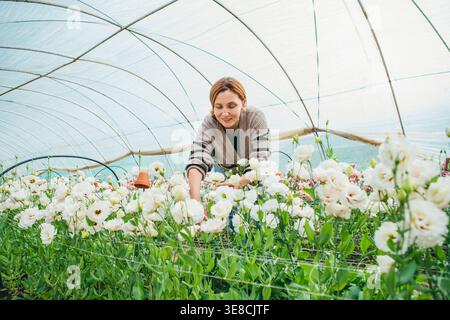 Femme souriante fleuriste tendant à des rangées d'eustoma blanc fleurit dans un polytunnel de serre comme concept de production de fleurs commerciales et HO durable Banque D'Images