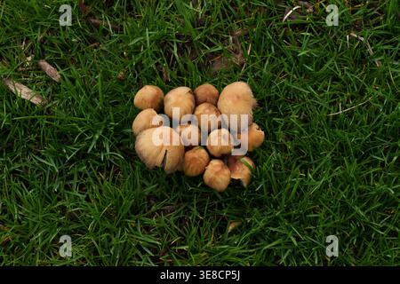 Un gros plan sombre de tabourets toxiques poussant sur une herbe humide. L'image capture les dangers cachés de la nature, avec un accent sur le délicat balan Banque D'Images