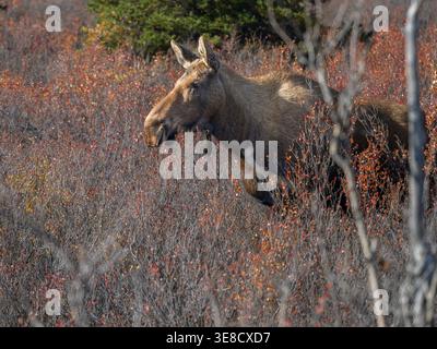 Orignal de vache dans le parc national Denali Banque D'Images