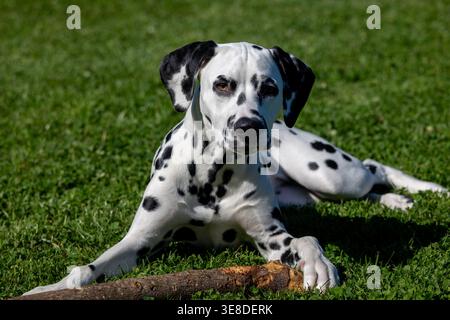 Chien dalmatien reposant dehors dans l'herbe verte avec un bâton dans ses pattes Banque D'Images