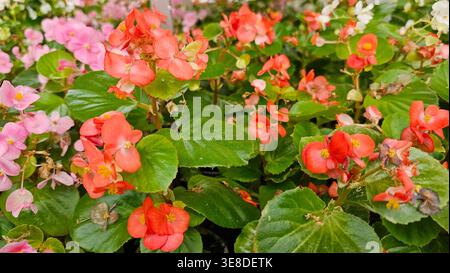 Gros plan de fleurs de bégonia luxuriantes, vives dans des tons roses et rouges Banque D'Images