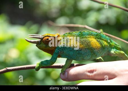 Caméléon Panther avec coloration verte, jaune et bleue perchée sur un doigt humain dans un environnement extérieur naturel. Banque D'Images