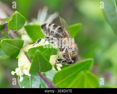 Bio Diversity - abeille au miel sur Flower Macro au printemps 2026 avec beaucoup de pollen. Photo de haute qualité Banque D'Images