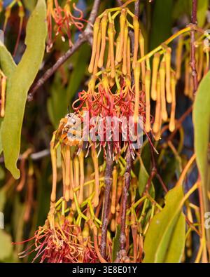 White-head Mistletoe Bee, visite des fleurs de Box Mistletoe. Banque D'Images