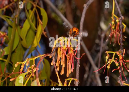 White-head Mistletoe Bee, visite des fleurs de Box Mistletoe. Banque D'Images