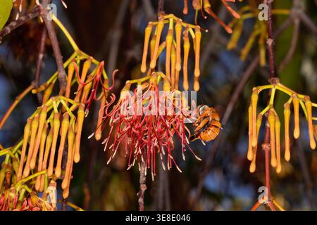 White-head Mistletoe Bee, visite des fleurs de Box Mistletoe. Banque D'Images