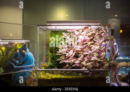 Une vue rapprochée d'un terrarium en verre vibrant présentant un mur de mousse vert luxuriant et un feuillage rayé rose et vert saisissant, illuminé par Li Banque D'Images