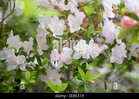 Délicates azalées blanches en fleurs dans le jardin botanique au printemps. Arrière-plan, espace pour le texte. Banque D'Images