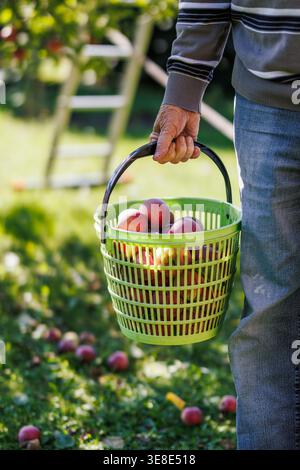 Récolte de pommes. Homme senior tenant panier avec des pommes rouges dans le jardin Banque D'Images