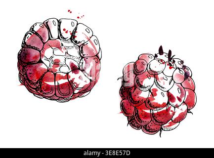 Framboise, mûre de mûre, fruits d'été mûrs doux. Objet unique isolé illustration dessinée à la main dans la ligne d'encre, splash aquarelle. Saisonnier Banque D'Images