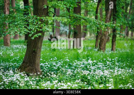 Hêtre entouré d'un couvert végétal luxuriant d'ail sauvage fleuri dans la forêt feuillus printanière Banque D'Images
