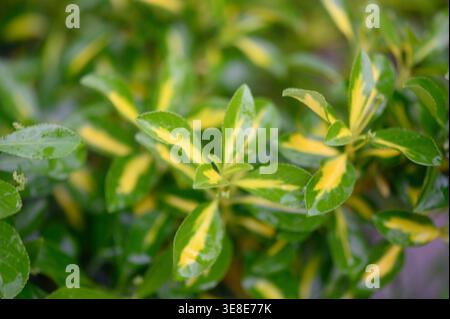 Gros plan sur les feuilles d'Euonymus japonais (Euonymus japonicus), mettant en valeur le feuillage ovale brillant vert foncé aux marges finement dentelées. Le cuir Banque D'Images