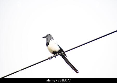 Une Magpie eurasienne debout sur une ligne électrique à Nottingham, au Royaume-Uni. Banque D'Images