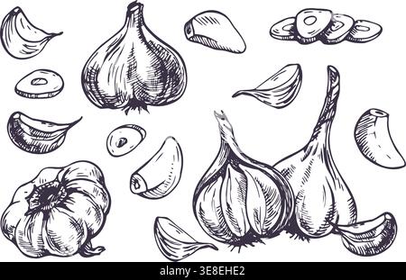 Ensemble d'illustration de bulbe d'ail et de gousse de girofle dessinée avec un stylo à encre. Croquis végétal dessiné à la main pour la conception de menu, emballage alimentaire biologique, bannière de marché agricole Illustration de Vecteur