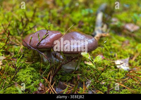 Gros plan de champignons poussant dans la mousse en milieu forestier. Banque D'Images
