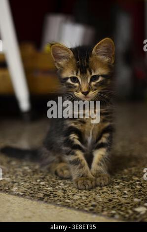 Adorable chaton tabby assis sur le sol de la maison regardant directement la caméra Banque D'Images