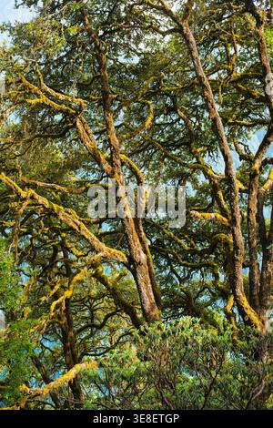 Cette image capture une scène forestière sereine près du temple Madmaheshwar dans l'Uttarakhand, en Inde, avec des arbres anciens aux branches couvertes de mousse. Le tran Banque D'Images