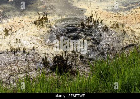 Une vue d'un alligator ramé dans la réserve naturelle nationale de Savannah Banque D'Images