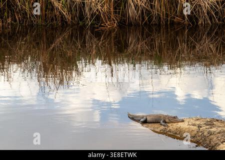 Un alligator bronzant sur la rive de la Savannah National Wildlife refuge Banque D'Images