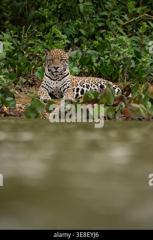 Un Jaguar assis sur la rive du Pantanal Banque D'Images