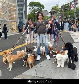 DOG WALKER À TOKYO Banque D'Images