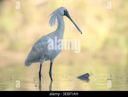 Vue latérale rapprochée d'une spatule royale sauvage (Platalea regia) dans un plumage conjugué pataugant dans un lagon d'eau peu profonde avec un fond vert flou, Australie Banque D'Images