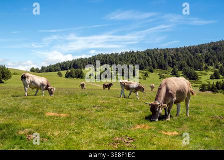 Un troupeau de vaches qui paissent dans un pré dans les montagnes pré-Pyrénées près de Puigcerda, Gérone, Catalogne, Espagne Banque D'Images