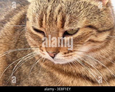 Gros plan plein écran d'un chat tabby brun Banque D'Images