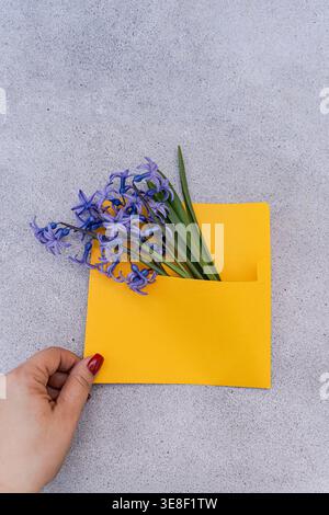 Gros plan de la main d'une femme atteignant une enveloppe jaune remplie d'un bouquet de jacinthes bleues fraîches Banque D'Images