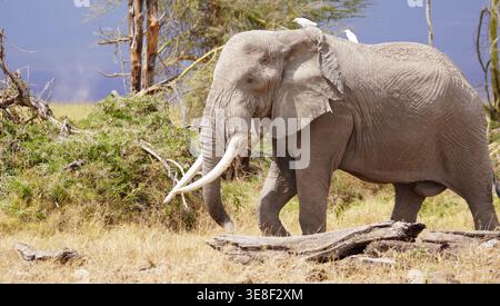 Grand taureau éléphant d'Afrique avec de longues défenses marchant à travers la savane avec des aigrettes de bétail perchées sur son dos. Banque D'Images