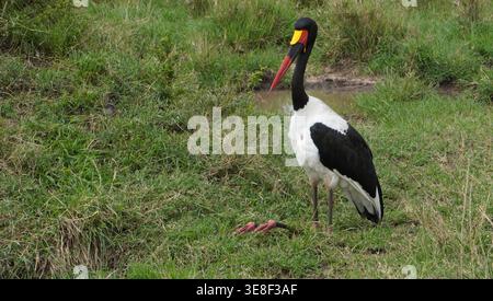 Une cigogne à bec de selle se tenant dans une prairie herbeuse de la savane africaine. Banque D'Images