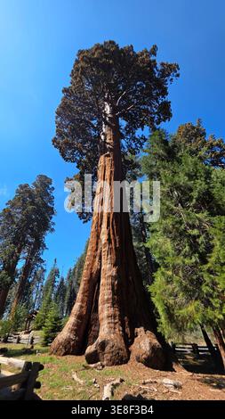 Arbre de séquoia géant s'élevant dans Blue Sky. Vue en angle bas d'un séquoia géant massif dans une forêt, mettant en évidence son tronc imposant, échelle ancienne, et Banque D'Images
