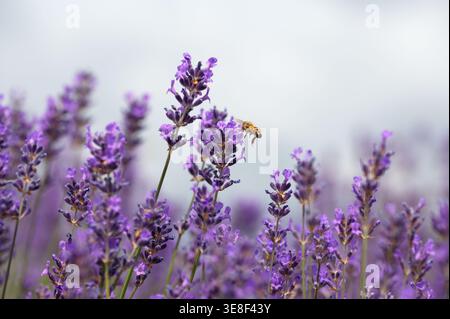 Macro-photographie rapprochée d'une fleur de lavande en fleurs avec une abeille (abeille ou bourdon) reposant à proximité. Photo macro modérée avec une belle surface peu profonde Banque D'Images