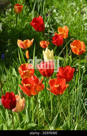 Un spectacle printanier coloré de tulipes mélangées, orange et jaunes poussant dans l'herbe, créant un effet de tapisserie florale dans le jardin britannique d'avril Banque D'Images