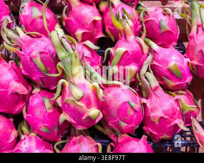 pile vibrante de fruits de dragon roses frais, mettant en valeur leur peau exotique et leurs écailles vertes. Idéal pour les milieux alimentaires sains et les thèmes des fruits tropicaux. Banque D'Images