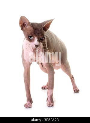 Sphynx cat in front of white background Banque D'Images
