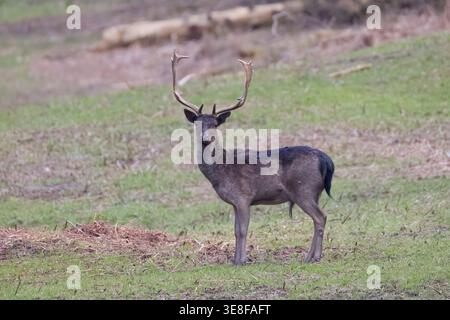 Dark Jallow Deer buck avec Antlers dans la forêt de Dean Gloucestershire Banque D'Images