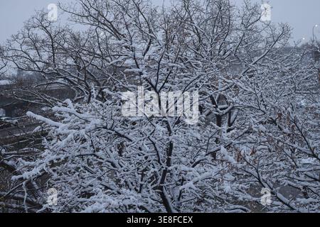 neige épaisse et humide sur les branches de l'arbre alors que l'automne passe à l'hiver (gros plan, saisonnier) Banque D'Images