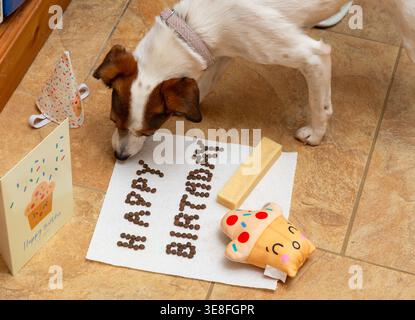 Une célébration d'anniversaire pour un Jack Russell Terrier. Le chien mange une friandise arrangée pour épeler « ANNIVERSAIRE » sur une serviette de cuisine. Banque D'Images