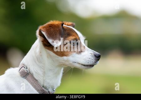 Portrait d'un Jack Russell Terrier de profil Banque D'Images