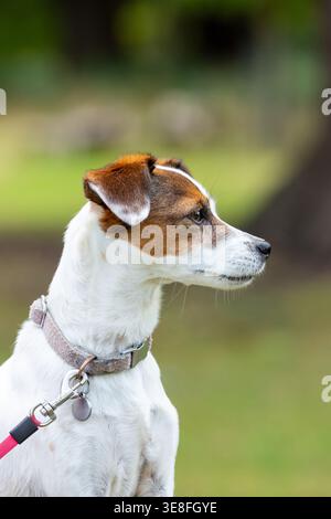 Portrait d'un Jack Russell Terrier de profil Banque D'Images