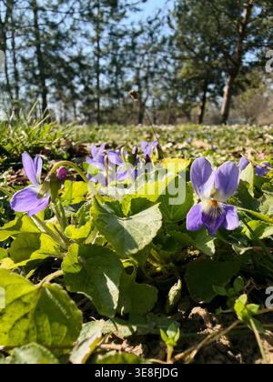 Petites fleurs sauvages violettes poussant sur le sol de la forêt au soleil. Concept de nature printanière, de croissance et de beauté naturelle. Banque D'Images
