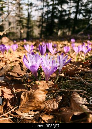 Vue macro des fleurs de crocus en fleurs sur le sol de la forêt à Divcibare. Détail du début du printemps avec une lumière douce et des textures naturelles. Banque D'Images
