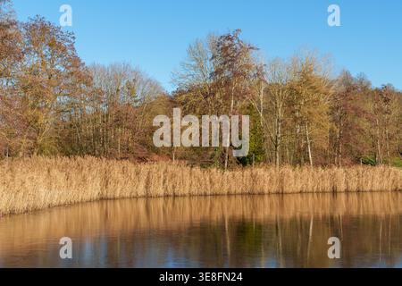 Le bord de l'eau du lac Echternach gelé. Banque D'Images