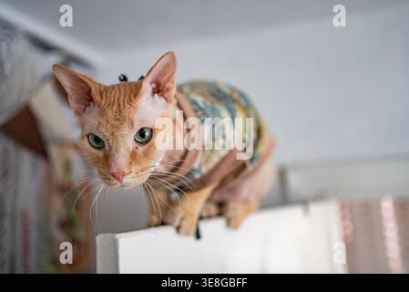 Chat sphynx sans poils avec un manteau de gingembre distinctif et des yeux verts regardant attentivement vers le bas, portant une chemise tropicale pour animal de compagnie à motifs, observant ses environs d'une position élevée à l'intérieur Banque D'Images
